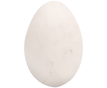 duck-egg