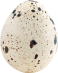 quali-egg