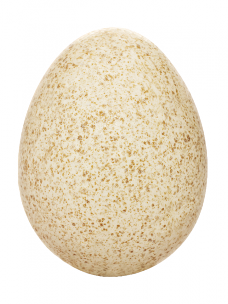 turkey-egg